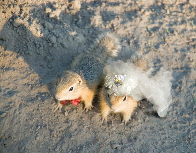 just a post posted on Oct 15 2009 tagged as Squirrel Wedding Funny