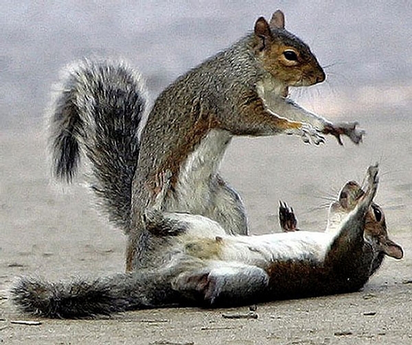 http://www.funny-games.biz/images/pictures/2089-squirrel-fight.jpg