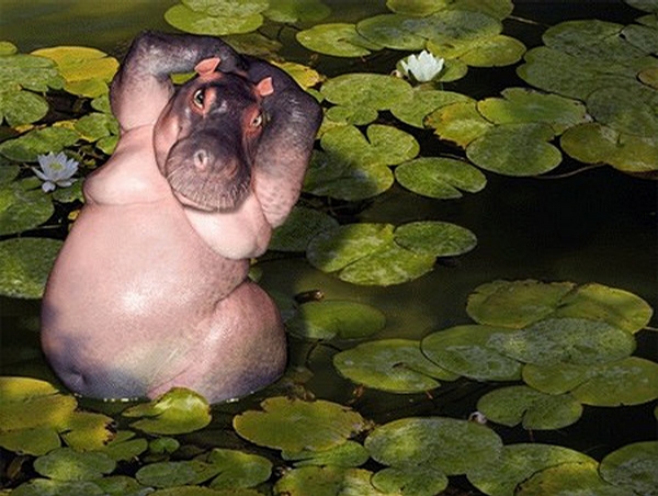 2150-happy-hippo.jpg