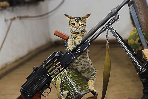 2241-cat-army.jpg