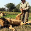 the wild lion enjoying the treatment
