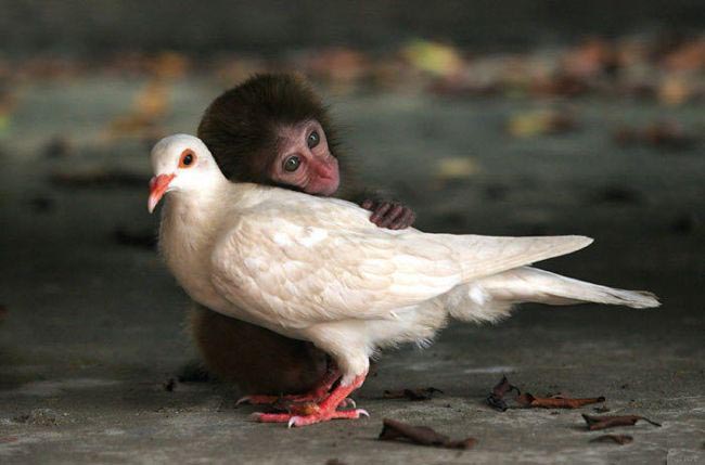 Monkey And Pigeon picture