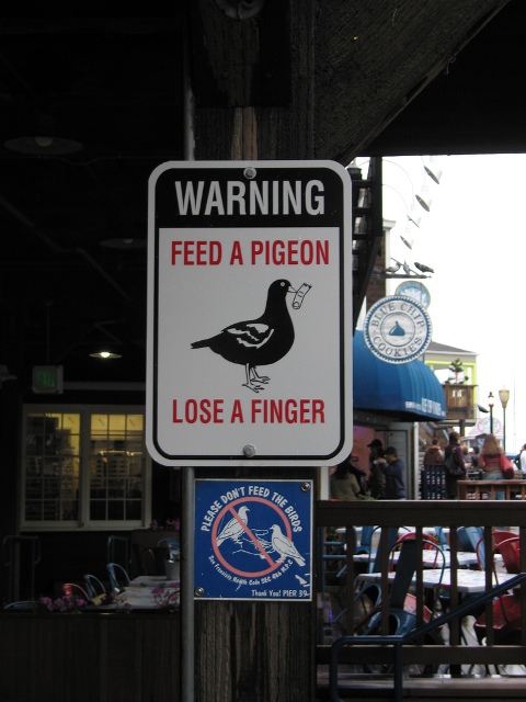 Feed A Pigeon picture