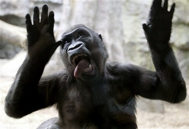 Gorilla Tongue picture