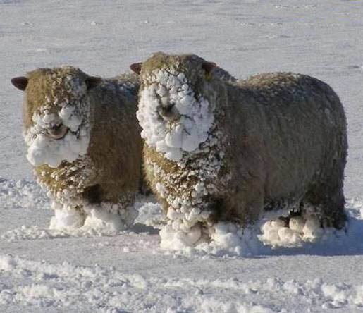 Snowy Sheep picture