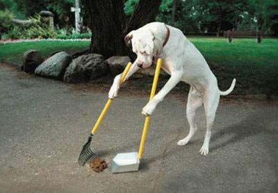 Cleaning Dog picture