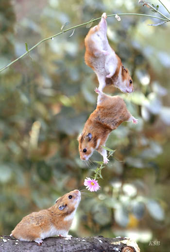 Teamwork Mice picture