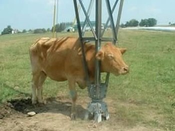 Cow Gets Stuck picture