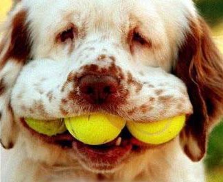 Dog Loves Fetch picture
