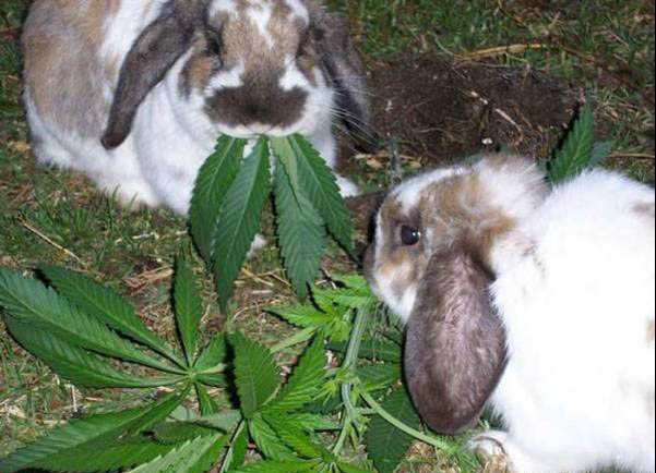 Cheerful Rabbits picture