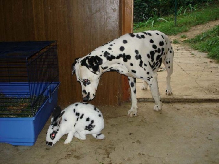 Dappled Brothers picture