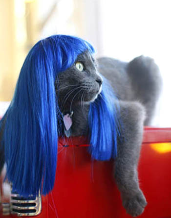 Kitty Wig picture