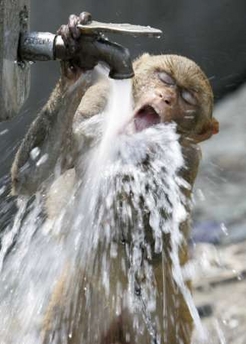 Thirsty Monkey picture