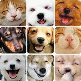 Pet Smiles picture