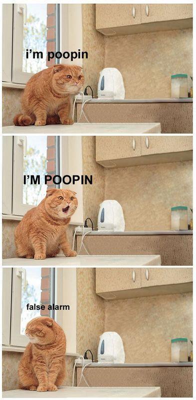 Pooping Cat picture