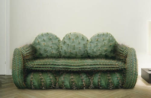 Cactus Couch picture