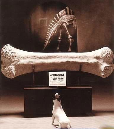 My Dream Bone picture