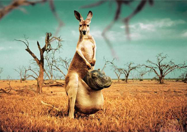 Poor Kangaroo picture