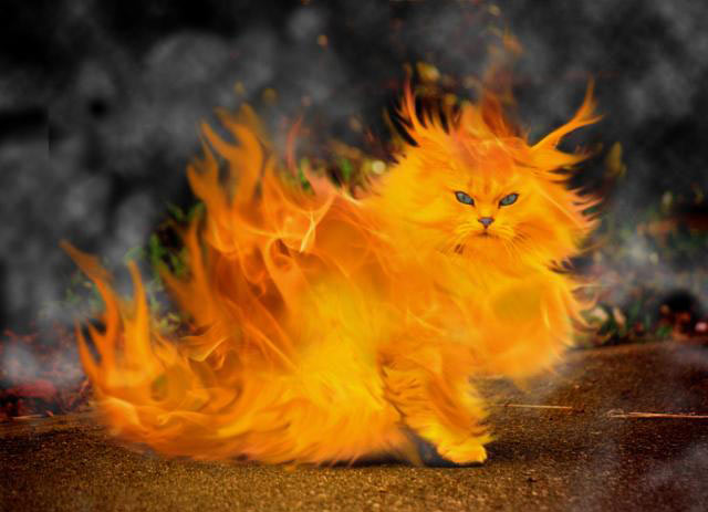 Fire Cat picture