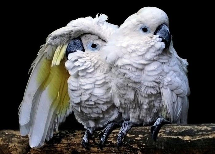 Parot Friends picture