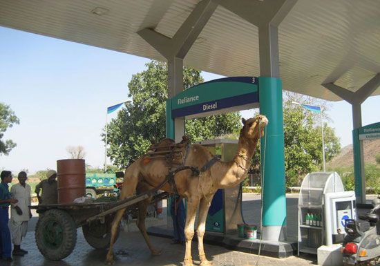 Expensive Camel picture