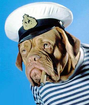 Sailor Dog picture