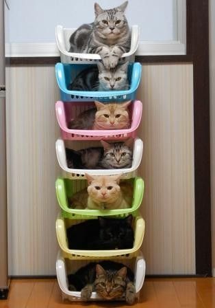 Cat Stacking picture