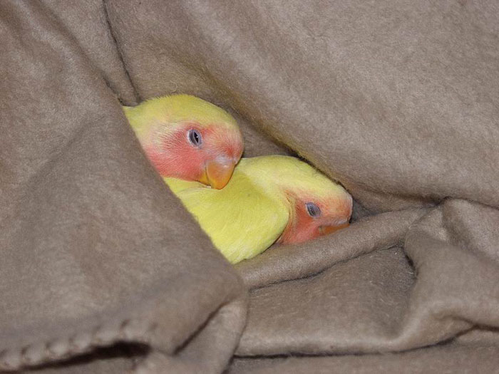 Sleeping Birds picture