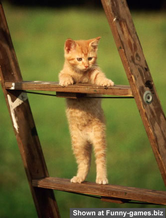 Cat On Ladder picture