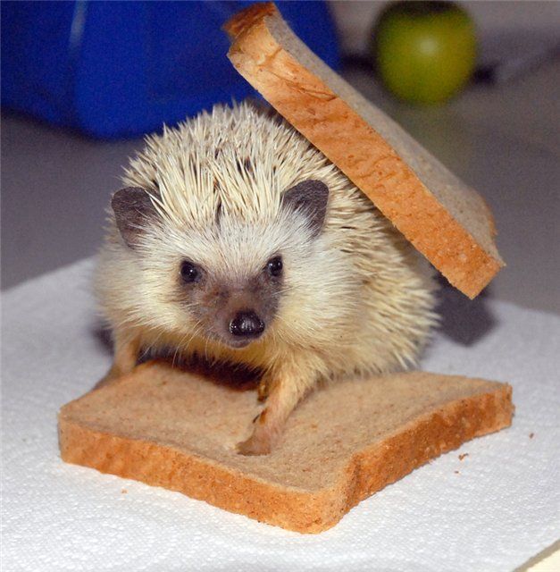 Prickly Toast picture