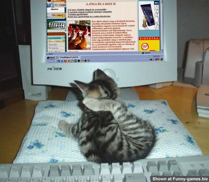 Computer Cat picture