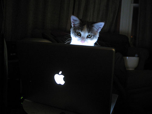 Cat Loves Apple picture