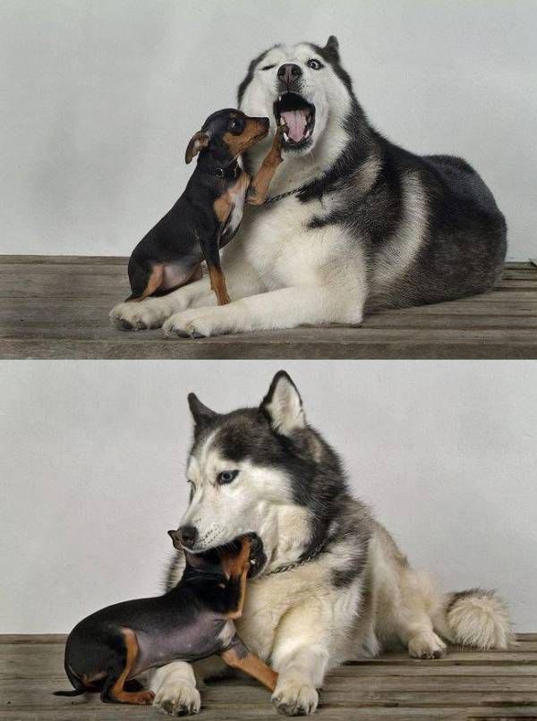 Dog Dentist picture