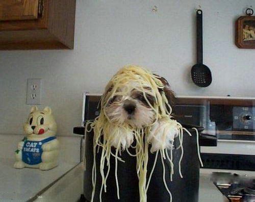 Spaghetti Dog picture