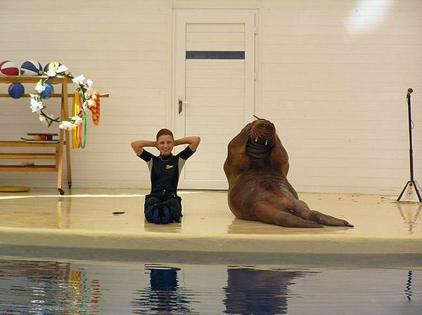 Sporty Walrus picture