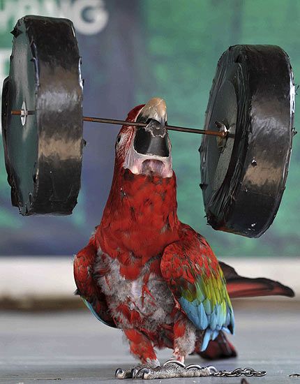 Strong Parrot picture