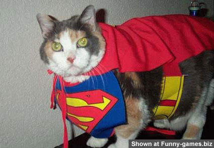 Superman Cat picture