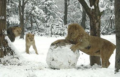 Playful Lions picture