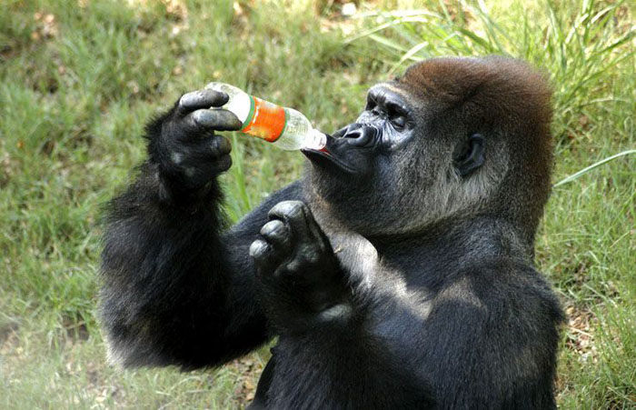 Drinking Monkey picture