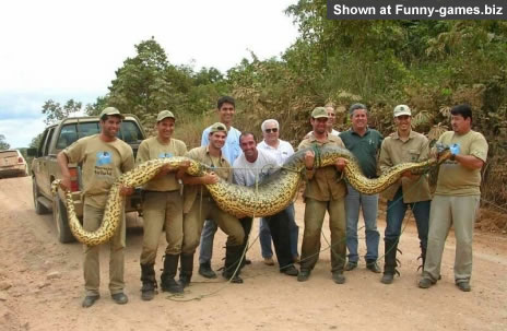 Big Snake picture