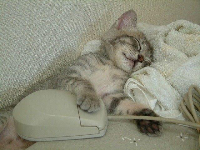 Tired Cat with Mouse picture