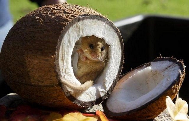 Mouse In Coconut picture