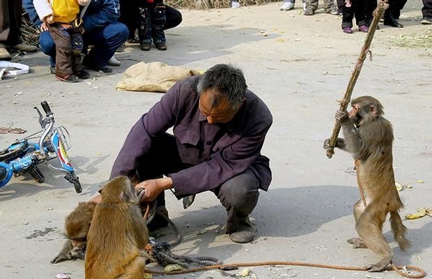 Monkey Hitman picture