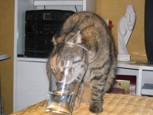 Thirsty Cat picture