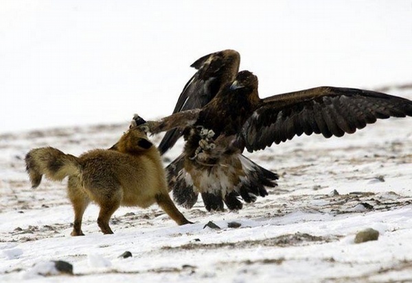 Animal Fight picture