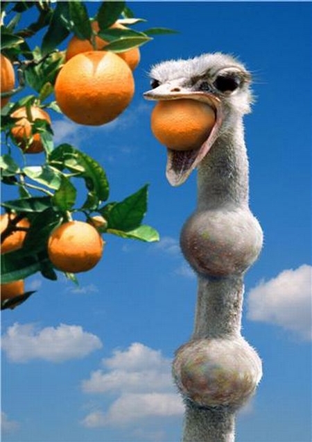 Hungry Ostrich picture