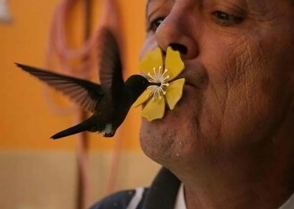 Colibri Kiss picture