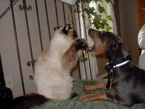 Cat Dentist picture