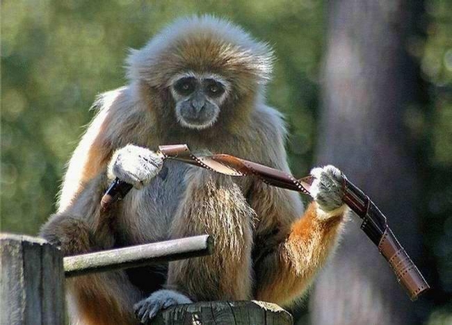 Inquisitive Monkey picture