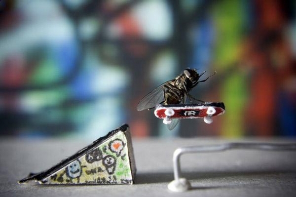 Skater Fly picture